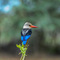 Lake Manyara NP